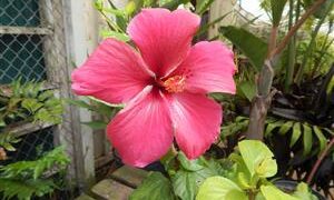 HIBISCUS MIDNIGHT RED BLOSSOM