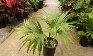 HOWEA BELMOREANA THE SENTRY OR UMBRELLA PALM