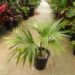 HOWEA BELMOREANA THE SENTRY OR UMBRELLA PALM