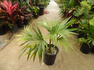 HOWEA BELMOREANA THE SENTRY OR UMBRELLA PALM