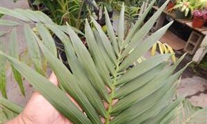 HOWEA FORSTERIANA THE KENTIA PALM
