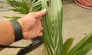 JUBAEA CHILENSIS THE CHILEAN WINE PALM