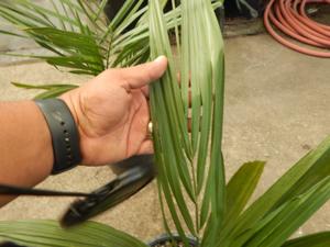JUBAEA CHILENSIS THE CHILEAN WINE PALM
