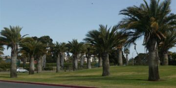 JUBAEA CHILENSIS