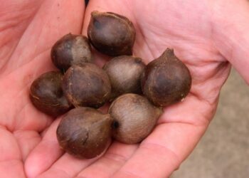 JUBAEA CHILENSIS