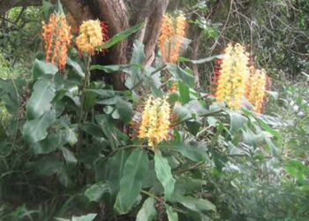 KAHILI GINGER HEDYCHIUM GARDNERIANUM