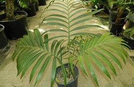 KENTIOPSIS OLIVIFORMIS A GREAT CROWN SHAFTED PALM