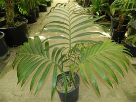 KENTIOPSIS OLIVIFORMIS A GREAT CROWN SHAFTED PALM