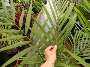 LACCOSPADIX AUSTRALASICA SINGLE TRUNK MOUNTAIN FORM