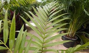 LACCOSPADIX AUSTRALASICA SUCKERING OR SINGLE TRUNK PINNATE PALM