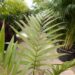 LACCOSPADIX AUSTRALASICA SUCKERING OR SINGLE TRUNK PINNATE PALM