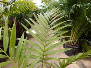 LACCOSPADIX AUSTRALASICA SUCKERING OR SINGLE TRUNK PINNATE PALM