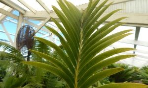 LEPIDOZAMIA HOPEI LEPIDOZAMIA SPECIES WITH WIDER LEAFLETS