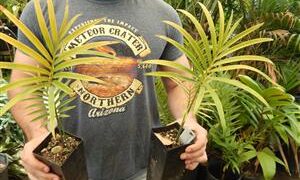 LEPIDOZAMIA PEROFFSKYANA