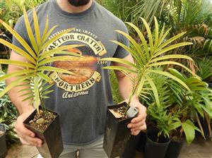 LEPIDOZAMIA PEROFFSKYANA