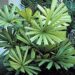 LICUALA SPINOSA SUCKERING FILTERED LIGHT FAN PALM