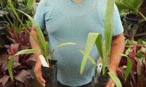 LIVISTONA DECIPIENS – AKA LIVISTONA DECORA THIN TRUNK AUSTRALIAN FAN PALM