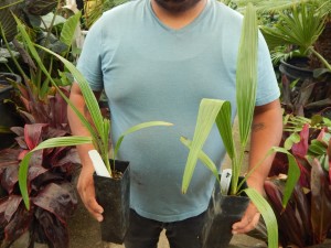 LIVISTONA DECIPIENS  – AKA LIVISTONA DECORA THIN TRUNK AUSTRALIAN FAN PALM