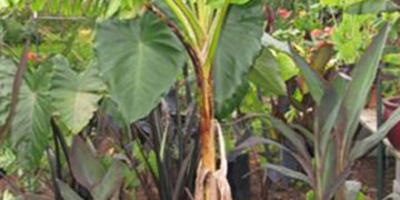 MUSA MEKONG GIANT
