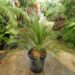 MACROZAMIA RIEDLEI RARE GREEN CYCAD FROM WESTERN AUSTRALIA