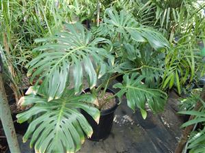 MONSTERA DELICIOSA “SWISS CHEESE PHILODENDRON”