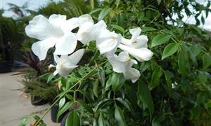 PANDOREA JASMINOIDES – WHITE CLIMBING VINE, COLD HARDY, EVERGREEN, LARGE FLOWERS