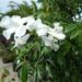 PANDOREA JASMINOIDES – WHITE CLIMBING VINE, COLD HARDY, EVERGREEN, LARGE FLOWERS