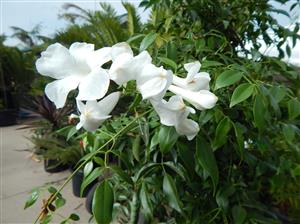 PANDOREA JASMINOIDES – WHITE CLIMBING VINE, COLD HARDY, EVERGREEN, LARGE FLOWERS