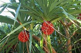 PANDANUS UTILUS THE SCREW PINE