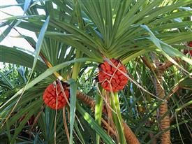PANDANUS UTILUS THE SCREW PINE