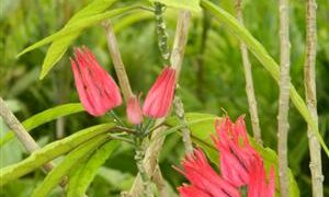 PAVONIA MULTIFLORA BRAZILIAN CANDLES RED BLOSSOMS IN SHADE!