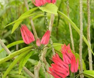 PAVONIA MULTIFLORA BRAZILIAN CANDLES RED BLOSSOMS IN SHADE!
