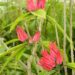 PAVONIA MULTIFLORA BRAZILIAN CANDLES RED BLOSSOMS IN SHADE!