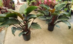 PHILODENDRON RED CONGO AKA “CONGO ROJO”