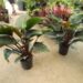 PHILODENDRON RED CONGO AKA “CONGO ROJO”