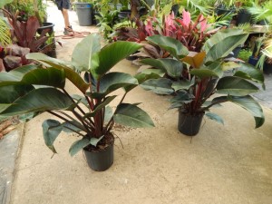 PHILODENDRON RED CONGO AKA “CONGO ROJO”