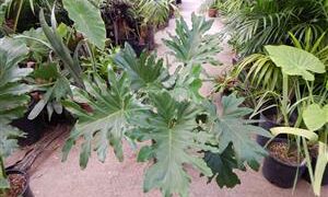 PHILODENDRON SELLOUM AKA PHILODEDRON BIPINNATIFIDUM