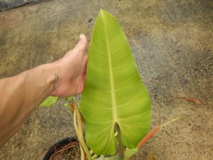 PHILODENDRON SPECIES
