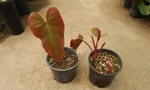 PHILODENDRON SPECIES RED ON BOTH SIDES