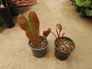 PHILODENDRON SPECIES RED ON BOTH SIDES