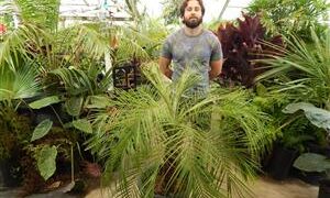 PHOENIX ROEBELENII THE PYGMY DATE PALM