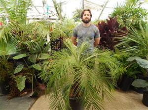 PHOENIX ROEBELENII THE PYGMY DATE PALM