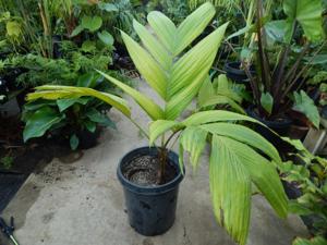 PINANGA JAVANA SINGLE TRUNK, TROPICAL & EXOTIC SPECIES