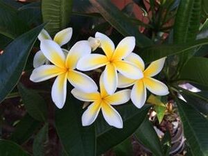 PLUMERIA PLANTS LARGE ONE  GALLON AVAILABLE PRETTY AND DESIRABLE VARIETIES