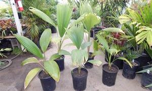 PRITCHARDIA MARTII BEAUTIFUL HAWAIIAN FAN PALM