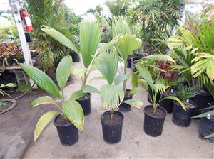 PRITCHARDIA MARTII BEAUTIFUL HAWAIIAN FAN PALM