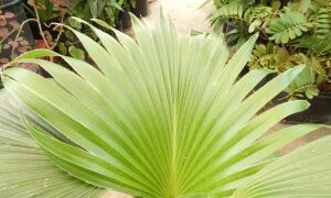 PRITCHARDIA MINOR SMALL TO MEDIUM SIZED TROPICAL FAN PALM