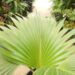 PRITCHARDIA MINOR  SMALL TO MEDIUM SIZED TROPICAL FAN PALM