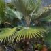 PRITCHARDIA MINOR  SMALL TO MEDIUM SIZED TROPICAL FAN PALM