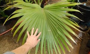 PRITCHARDIA SPECIES THE HAWAIIAN PALM